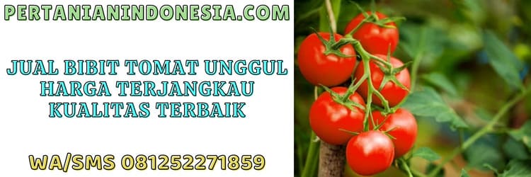 jual,bibit,tomat,unggul,murah,pertanian indonesia